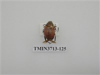 藏品(金龜子科)的圖片